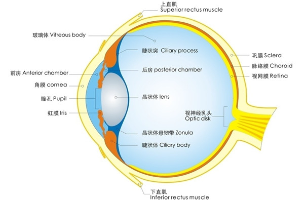 认识眼睛的结构